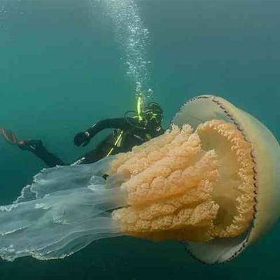 Найдена аномально большая медуза размером с человека