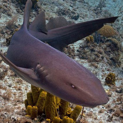Дайверы спасли молодую акулу у берегов Австралии