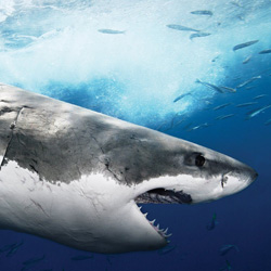 На Галапагосских островах акула прокусила серферу ногу